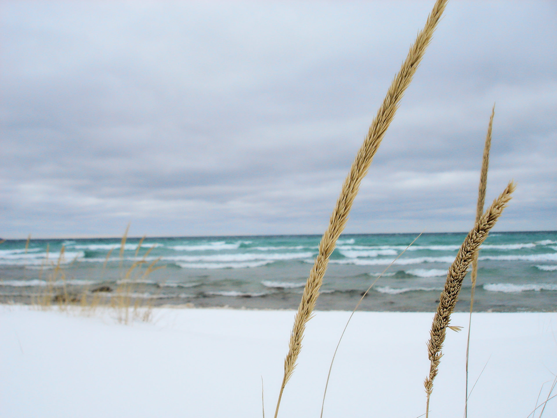 winter beach grass scene at vans beach in Leland Michigan