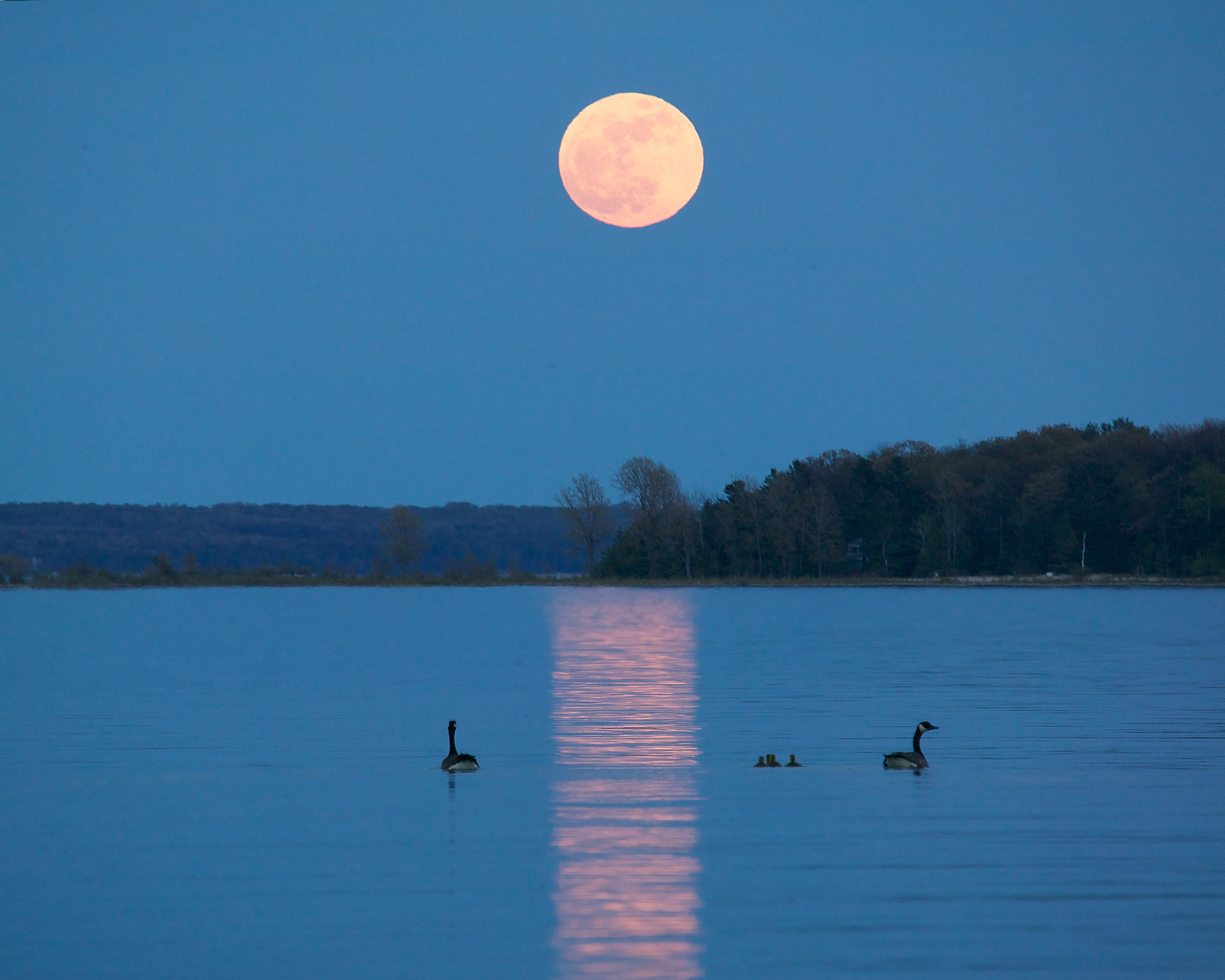 Canadian geese family under a golden rising moon reflection on Suttons Bay Michigan