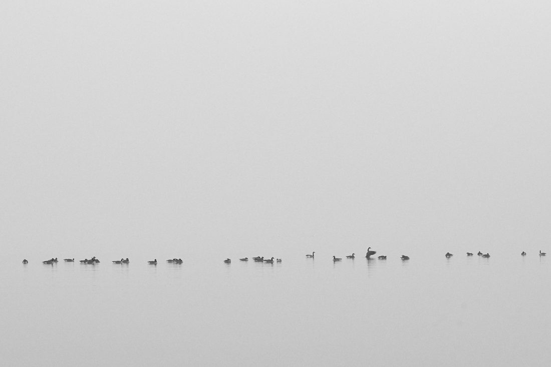 Canadian geese sitting in calm water with misty background in black and white