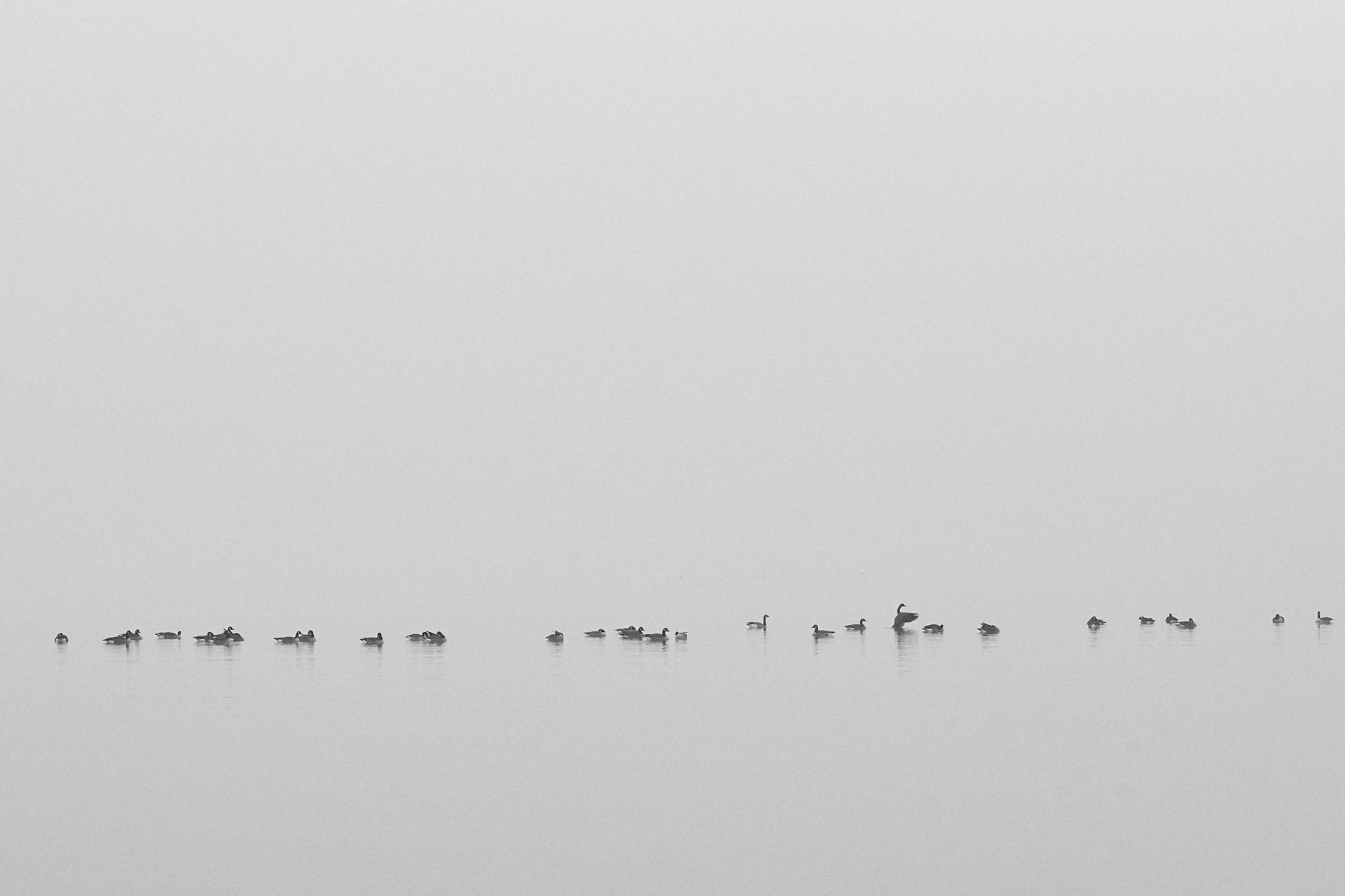 Canadian geese sitting in calm water with misty background in black and white