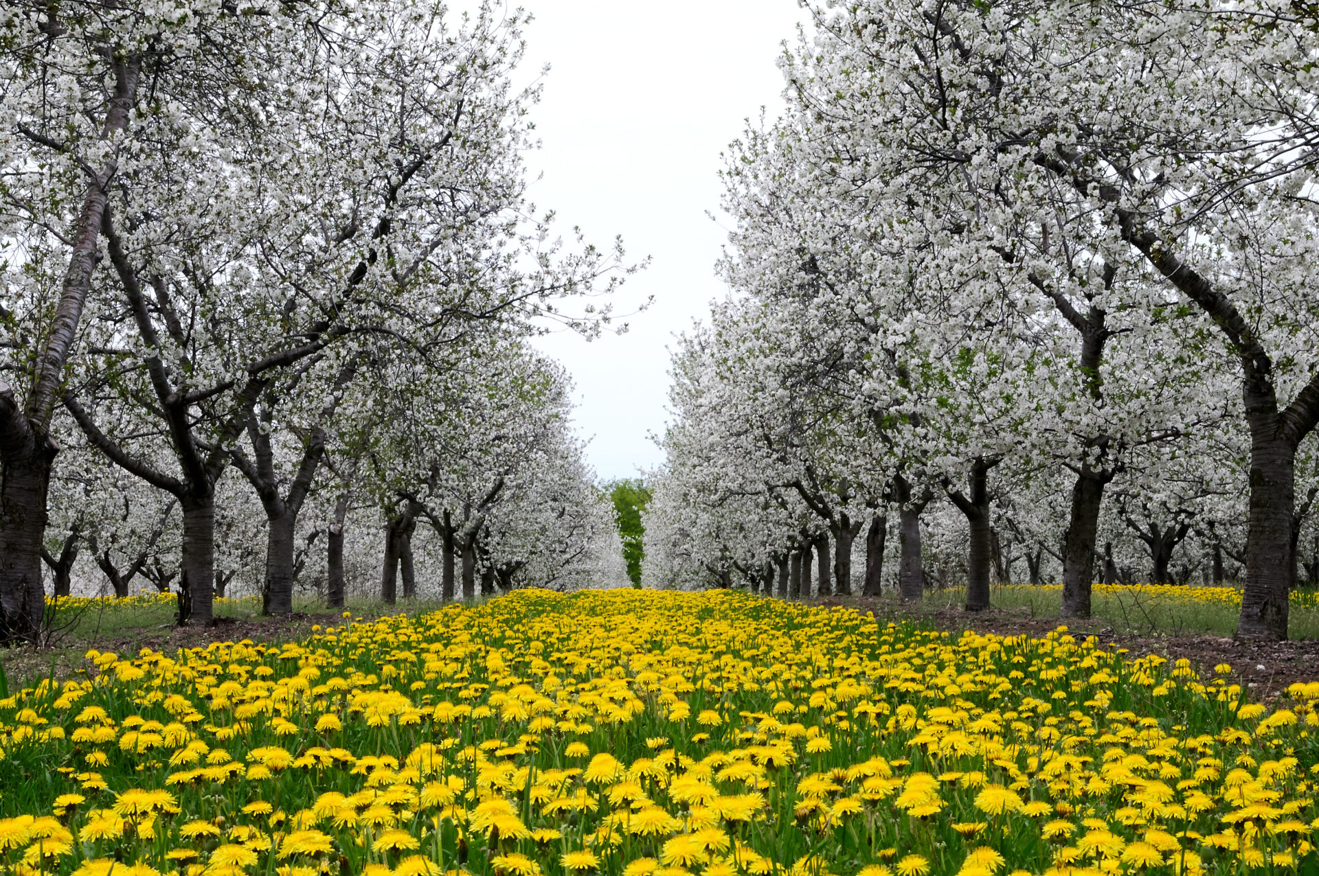 cherry orchard in bloom with carpet of yellow dandelion flowers below at Suttons Bay Michigan