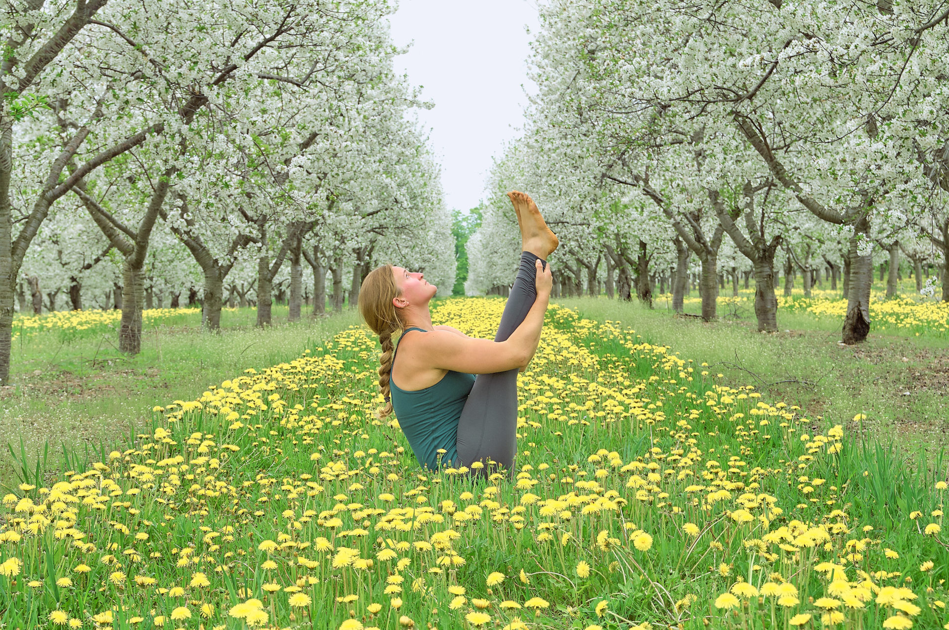 woman practicing yoga in blossoming cherry orchard with yellow dandelions  at Suttons Bay Michigan