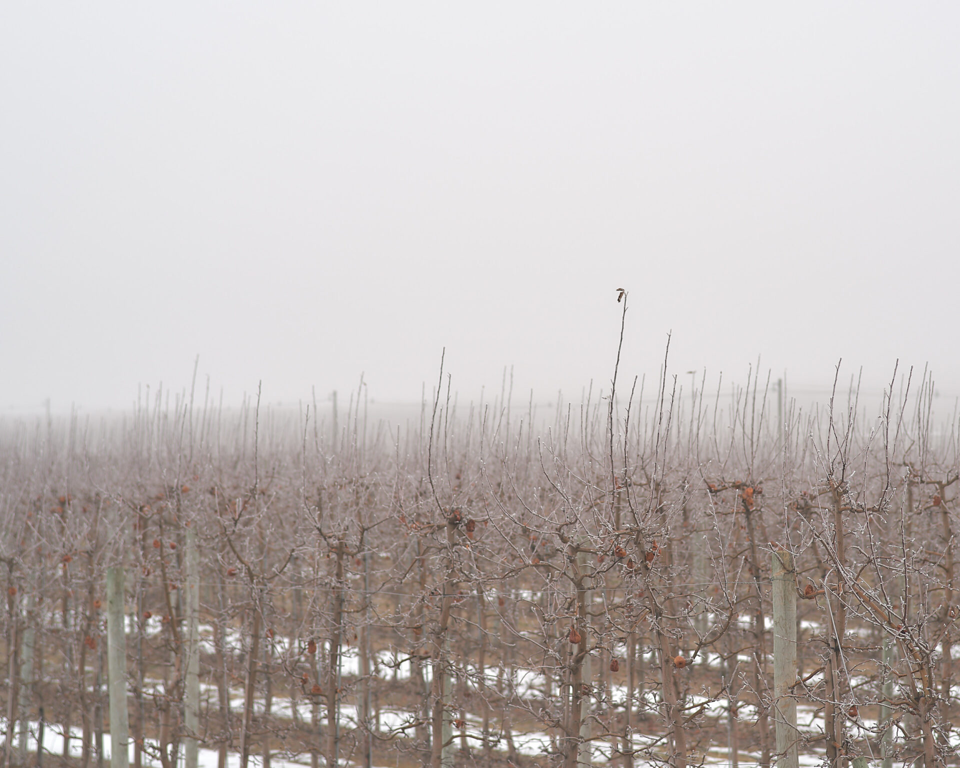 light hoar frost on apple trees in an orchard with a foggy background