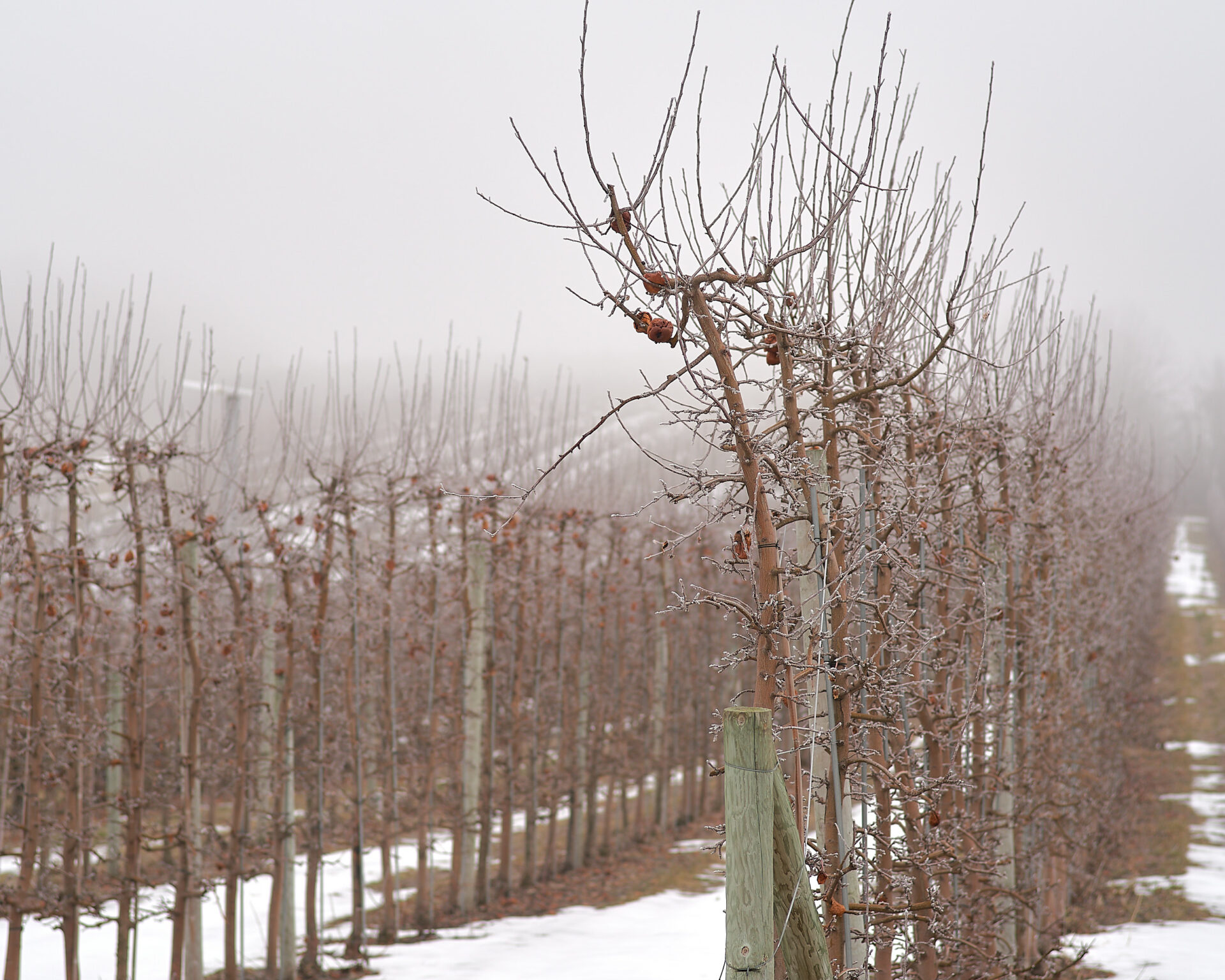 light hoar frost on apple trees in an orchard with a foggy background