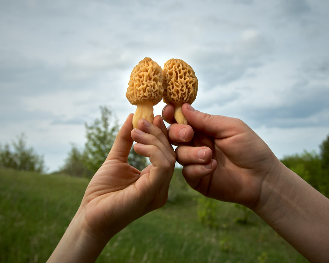 two hands holding up morel mushrooms with green hillside in background