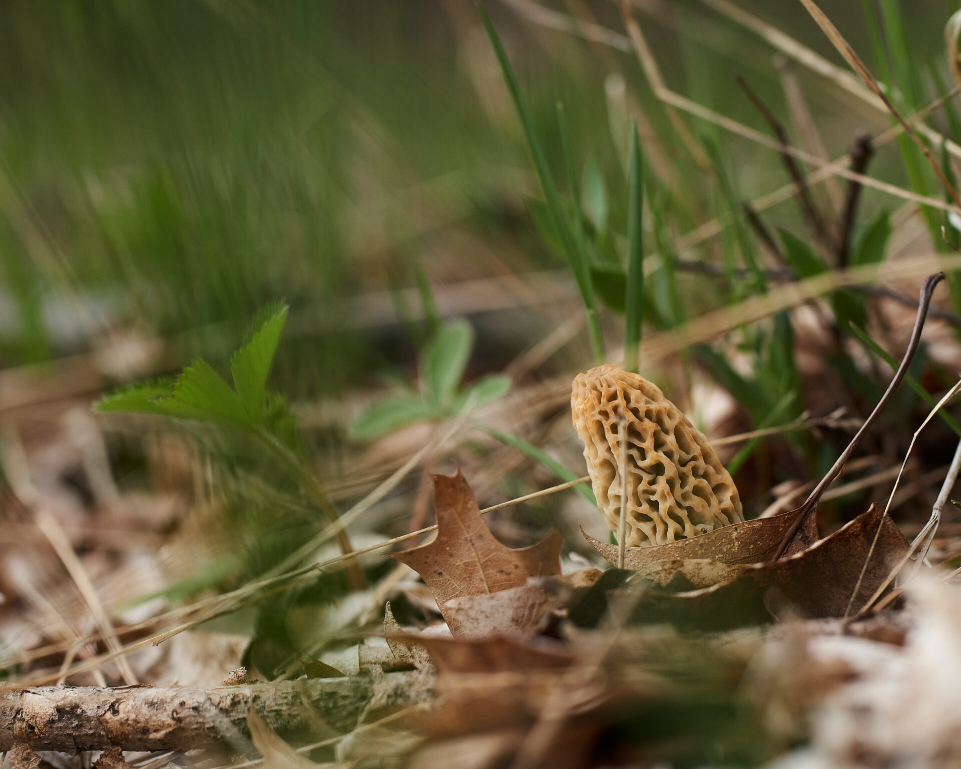 morel mushroom in grassy area
